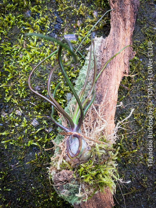 Tillandsia bulbosa on moos wood, organically grown air plants for sale at TOMs FLOWer CLUB.