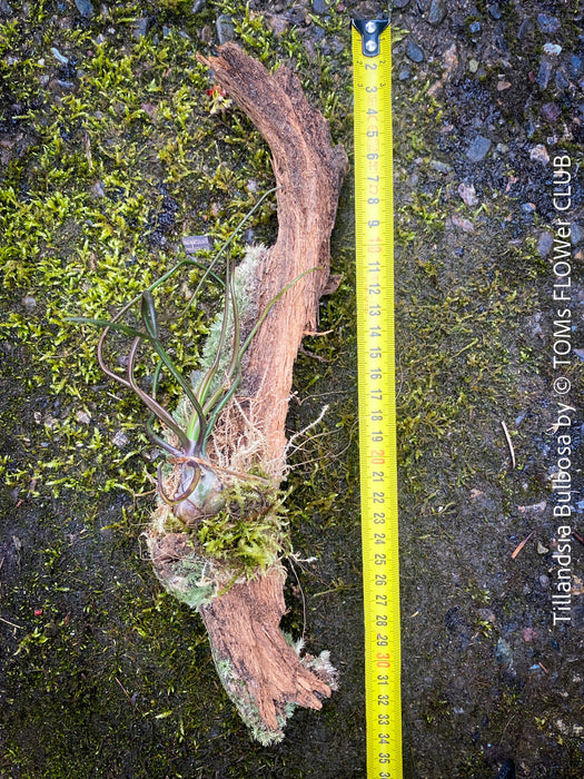 Tillandsia bulbosa on moos wood, organically grown air plants for sale at TOMs FLOWer CLUB.