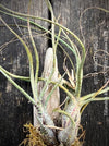 Tillandsia butzii, organically grown air plants for sale at TOMs FLOWer CLUB.