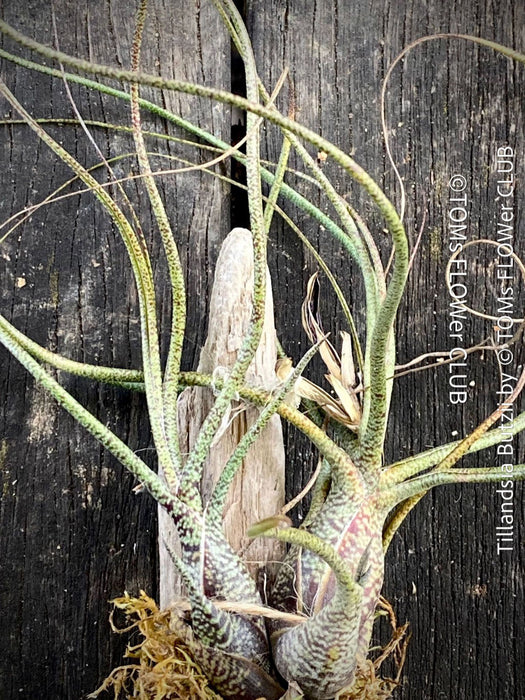 Tillandsia butzii, organically grown air plants for sale at TOMs FLOWer CLUB.