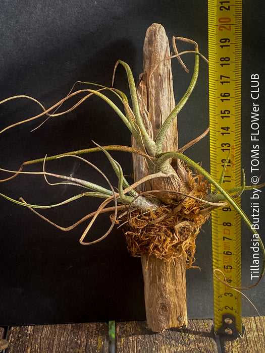 Tillandsia butzii, organically grown air plants for sale at TOMs FLOWer CLUB.