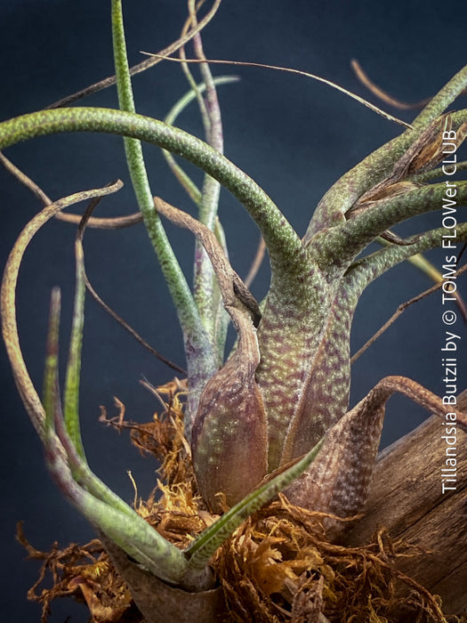 Tillandsia butzii, organically grown air plants for sale at TOMs FLOWer CLUB.
