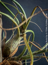 Tillandsia butzii, organically grown air plants for sale at TOMs FLOWer CLUB.