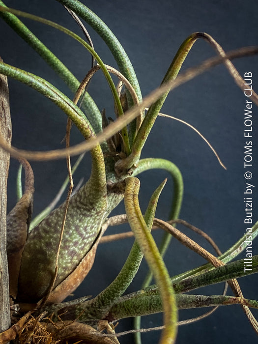 Tillandsia butzii, organically grown air plants for sale at TOMs FLOWer CLUB.