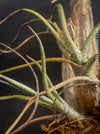 Tillandsia butzii, organically grown air plants for sale at TOMs FLOWer CLUB.