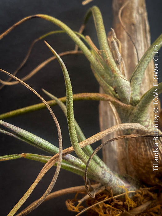 Tillandsia butzii, organically grown air plants for sale at TOMs FLOWer CLUB.