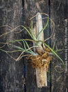 Tillandsia butzii, organically grown air plants for sale at TOMs FLOWer CLUB.