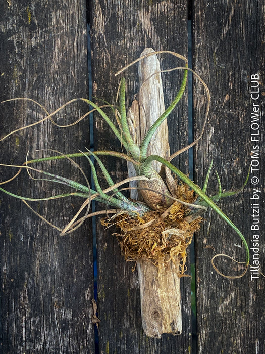 Tillandsia butzii, organically grown air plants for sale at TOMs FLOWer CLUB.