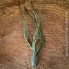 Tillandsia butzii, organically grown air plants for sale at TOMs FLOWer CLUB.