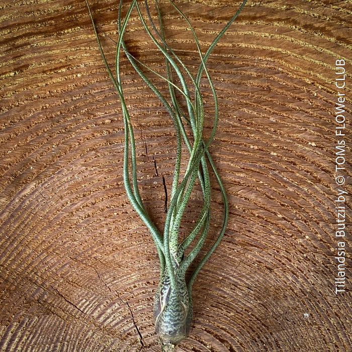 Tillandsia butzii, organically grown air plants for sale at TOMs FLOWer CLUB.