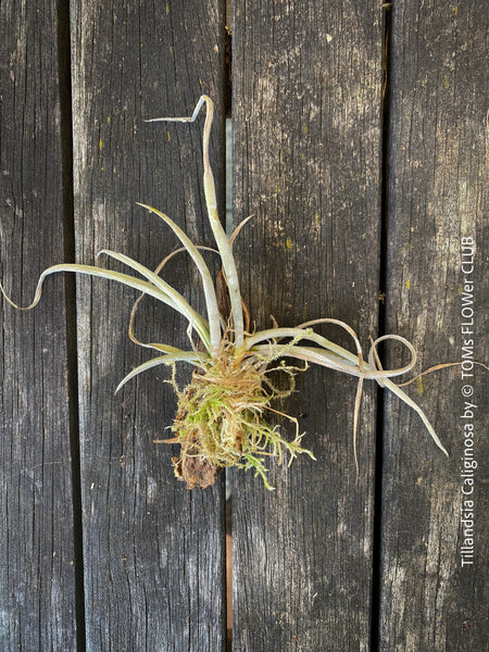 Tillandsia caliginosa tied to driftwood with silver leaves from TOMs FLOWer CLUB.