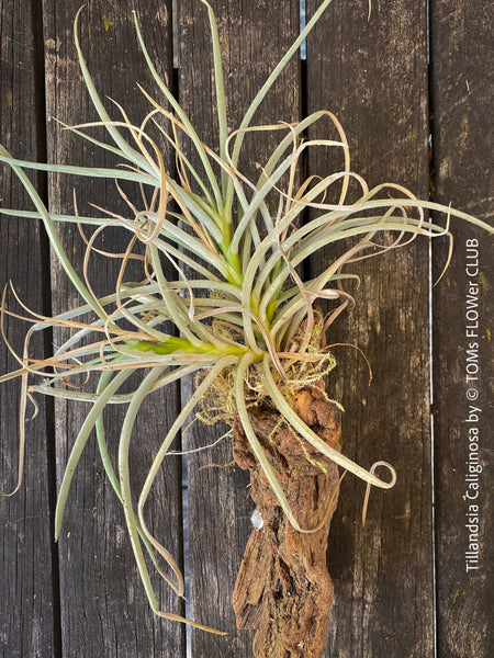 Organically grown Tillandsia caliginosa with dark yellow flowers from TOMs FLOWer CLUB.