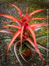 Tillandsia Capitata Maya Gold Hybride, orange yellow leaves and flower, air plant, Luftpflanze, organically grown air plants for sale at TOMs FLOWer CLUB.