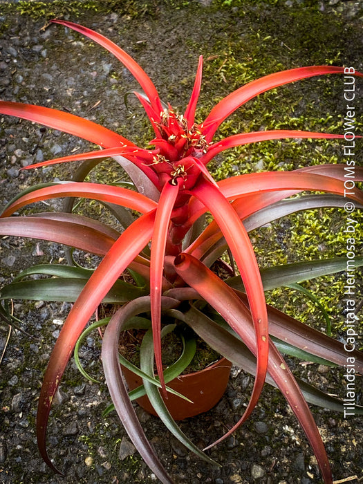 Tillandsia Capitata Maya Gold Hybride, orange yellow leaves and flower, air plant, Luftpflanze, organically grown air plants for sale at TOMs FLOWer CLUB.