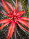 Tillandsia Capitata Hermosa Hybride red leaves and flower, air plant, Luftpflanze, organically grown air plants for sale at TOMs FLOWer CLUB.