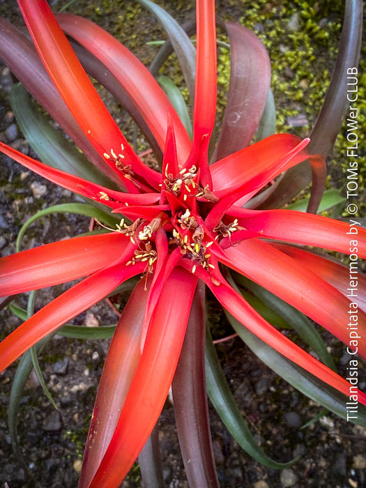 Tillandsia Capitata Hermosa Hybride red leaves and flower, air plant, Luftpflanze, organically grown air plants for sale at TOMs FLOWer CLUB.