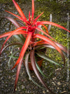 Tillandsia Capitata Hermosa Hybride red leaves and flower, air plant, Luftpflanze, organically grown air plants for sale at TOMs FLOWer CLUB.
