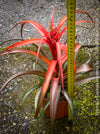 Tillandsia Capitata Hermosa Hybride red leaves and flower, air plant, Luftpflanze, organically grown air plants for sale at TOMs FLOWer CLUB.
