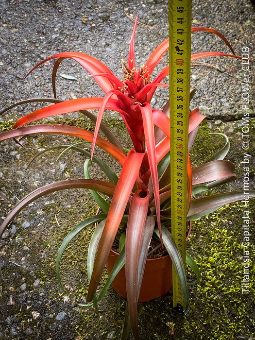 Tillandsia Capitata Hermosa Hybride red leaves and flower, air plant, Luftpflanze, organically grown air plants for sale at TOMs FLOWer CLUB.