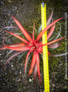 Tillandsia Capitata Hermosa Hybride red leaves and flower, air plant, Luftpflanze, organically grown air plants for sale at TOMs FLOWer CLUB.