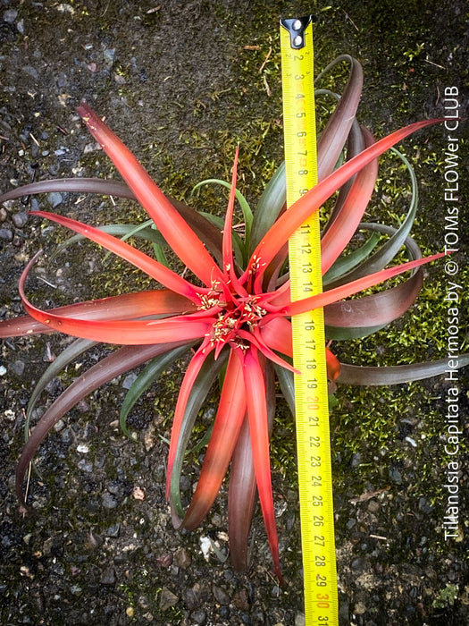 Tillandsia Capitata Hermosa Hybride red leaves and flower, air plant, Luftpflanze, organically grown air plants for sale at TOMs FLOWer CLUB.