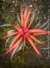 Tillandsia Capitata Hermosa Hybride red leaves and flower, air plant, Luftpflanze, organically grown air plants for sale at TOMs FLOWer CLUB.