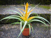 Tillandsia Capitata Maya Gold Hybride, orange yellow leaves and flower, air plant, Luftpflanze, organically grown air plants for sale at TOMs FLOWer CLUB.