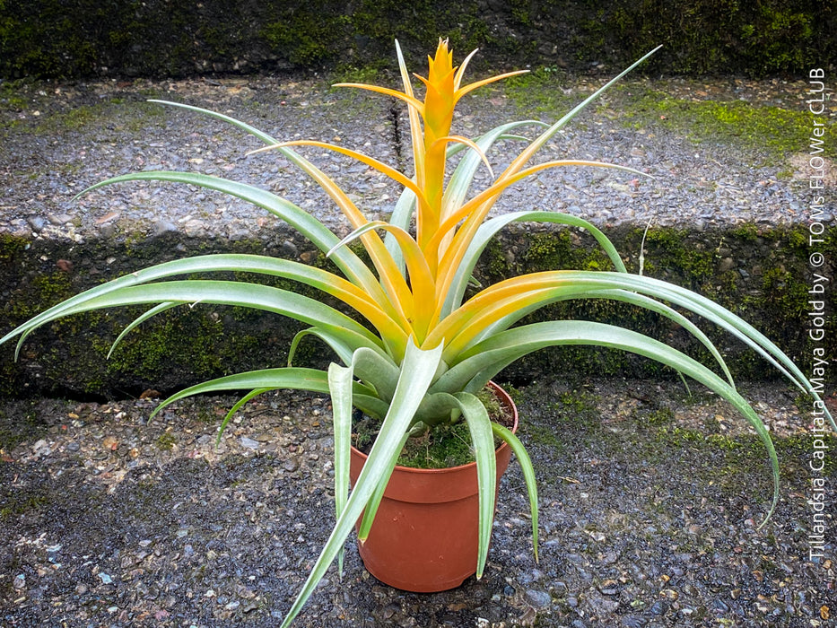 Tillandsia Capitata Maya Gold Hybride, orange yellow leaves and flower, air plant, Luftpflanze, organically grown air plants for sale at TOMs FLOWer CLUB.