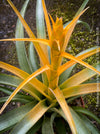 Tillandsia Capitata Maya Gold Hybride, orange yellow leaves and flower, air plant, Luftpflanze, organically grown air plants for sale at TOMs FLOWer CLUB.