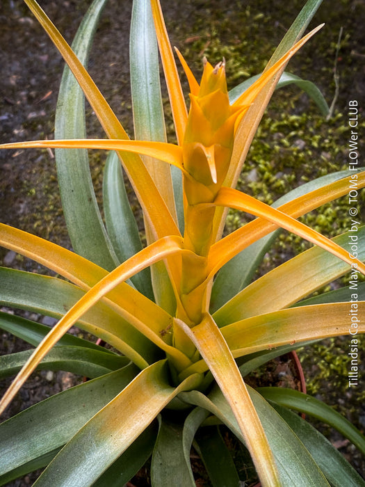 Tillandsia Capitata Maya Gold Hybride, orange yellow leaves and flower, air plant, Luftpflanze, organically grown air plants for sale at TOMs FLOWer CLUB.