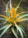 Tillandsia Capitata Maya Gold Hybride, orange yellow leaves and flower, air plant, Luftpflanze, organically grown air plants for sale at TOMs FLOWer CLUB.