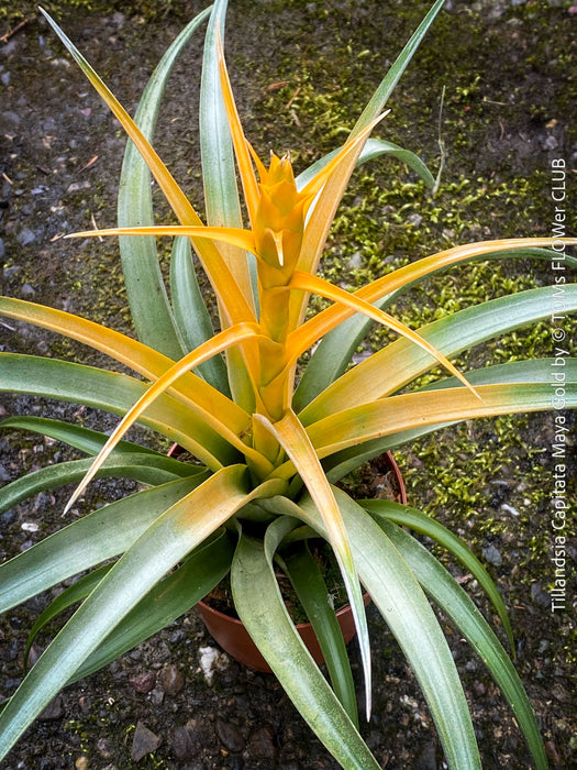 Tillandsia Capitata Maya Gold Hybride, orange yellow leaves and flower, air plant, Luftpflanze, organically grown air plants for sale at TOMs FLOWer CLUB.