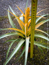 Tillandsia Capitata Maya Gold Hybride, orange yellow leaves and flower, air plant, Luftpflanze, organically grown air plants for sale at TOMs FLOWer CLUB.