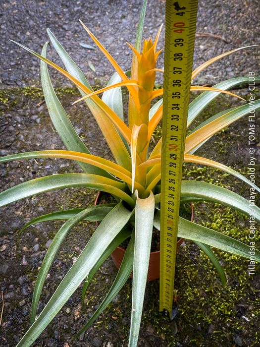 Tillandsia Capitata Maya Gold Hybride, orange yellow leaves and flower, air plant, Luftpflanze, organically grown air plants for sale at TOMs FLOWer CLUB.