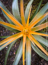 Tillandsia Capitata Maya Gold Hybride, orange yellow leaves and flower, air plant, Luftpflanze, organically grown air plants for sale at TOMs FLOWer CLUB.
