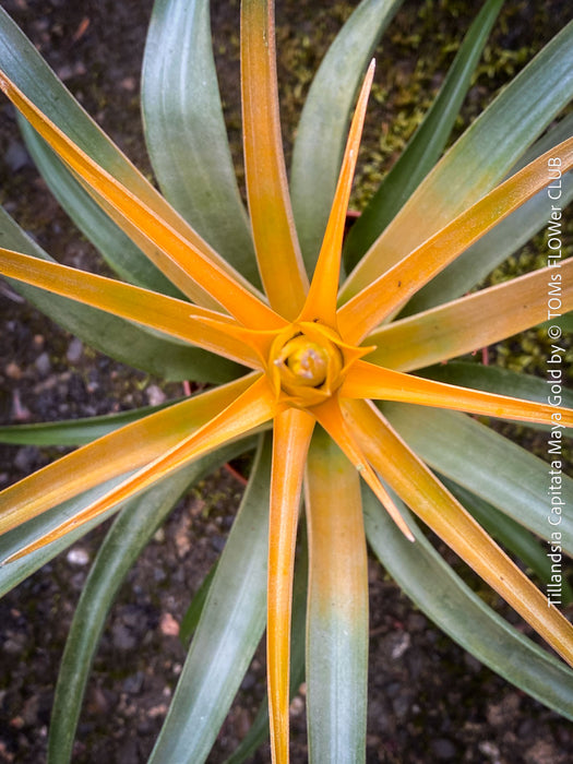 Tillandsia Capitata Maya Gold Hybride, orange yellow leaves and flower, air plant, Luftpflanze, organically grown air plants for sale at TOMs FLOWer CLUB.