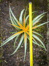 Tillandsia Capitata Maya Gold Hybride, orange yellow leaves and flower, air plant, Luftpflanze, organically grown air plants for sale at TOMs FLOWer CLUB.