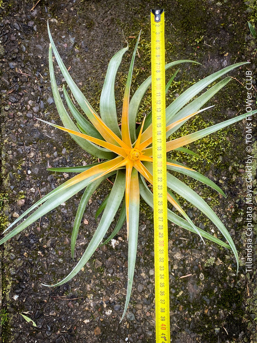Tillandsia Capitata Maya Gold Hybride, orange yellow leaves and flower, air plant, Luftpflanze, organically grown air plants for sale at TOMs FLOWer CLUB.