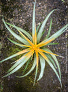 Tillandsia Capitata Maya Gold Hybride, orange yellow leaves and flower, air plant, Luftpflanze, organically grown air plants for sale at TOMs FLOWer CLUB.