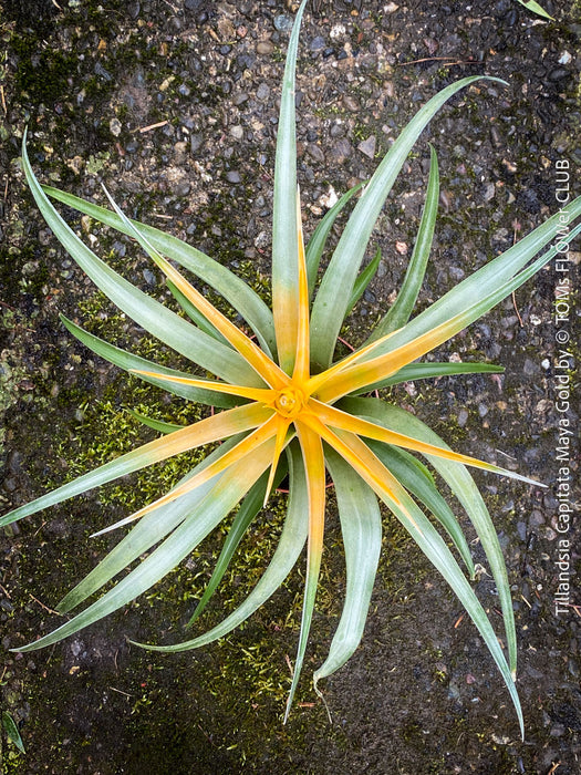 Tillandsia Capitata Maya Gold Hybride, orange yellow leaves and flower, air plant, Luftpflanze, organically grown air plants for sale at TOMs FLOWer CLUB.