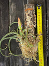 Tillandsia caput-medusae, organically grown air plants for sale at TOMs FLOWer CLUB.