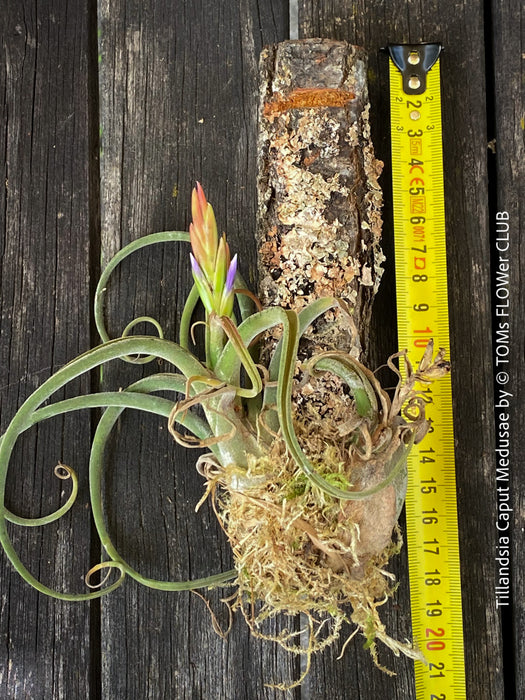 Tillandsia caput-medusae, organically grown air plants for sale at TOMs FLOWer CLUB.