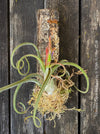 Tillandsia caput-medusae, organically grown air plants for sale at TOMs FLOWer CLUB.