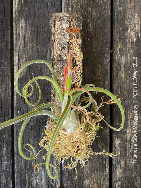 Tillandsia caput-medusae, organically grown air plants for sale at TOMs FLOWer CLUB.