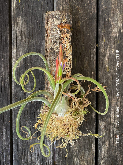 Tillandsia caput-medusae, organically grown air plants for sale at TOMs FLOWer CLUB.