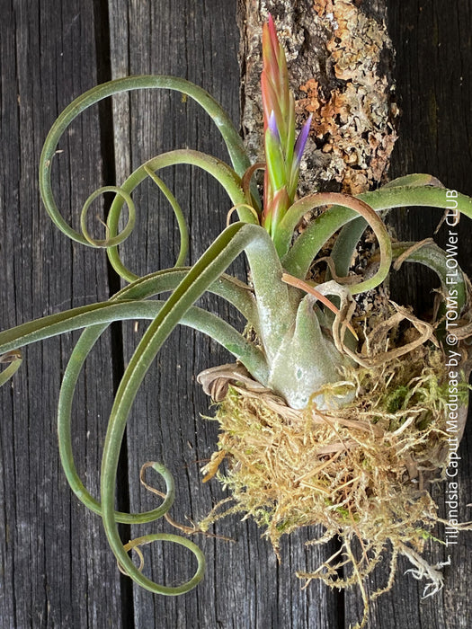 Tillandsia caput-medusae, organically grown air plants for sale at TOMs FLOWer CLUB.