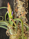 Tillandsia caput-medusae, organically grown air plants for sale at TOMs FLOWer CLUB.