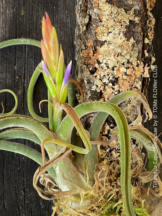 Tillandsia caput-medusae, organically grown air plants for sale at TOMs FLOWer CLUB.