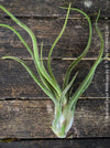 Tillandsia caput medusae, organically grown air plants for sale at TOMs FLOWer CLUB.