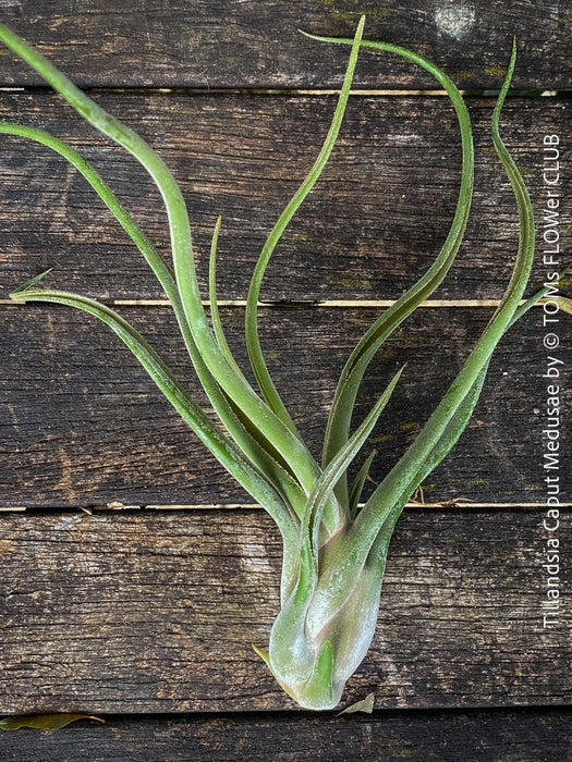 Tillandsia caput medusae, organically grown air plants for sale at TOMs FLOWer CLUB.